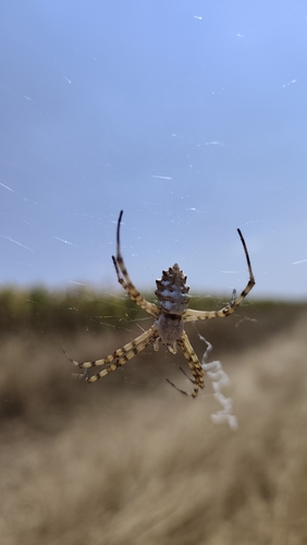Lobed Argiope