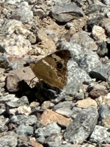iNaturalist observation photo of Gray Buckeye