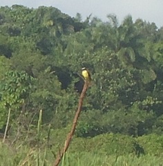Pitangus sulphuratus
