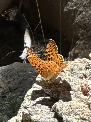 iNaturalist observation photo of Greater Fritillaries