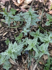 Lamium galeobdolon flavidum