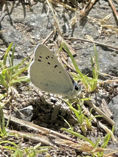 iNaturalist observation photo of Blue Copper