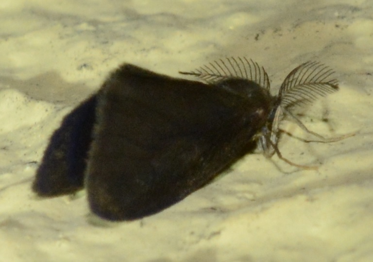 Metaxypsyche