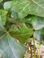 Tanyptera nigricornis