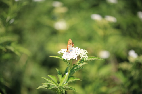 Silver-washed Fritillary