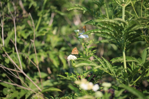 Meadow Brown