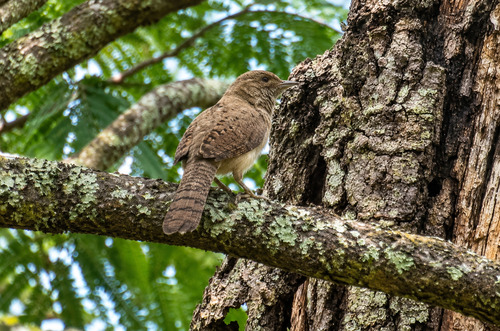 Red-throated Wryneck