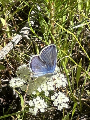 iNaturalist observation photo of Blues
