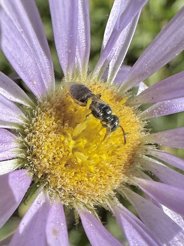 iNaturalist observation photo of Bees