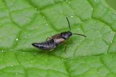 Oxypoda acuminata