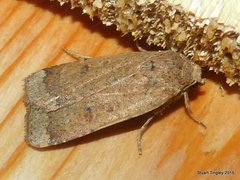 Abagrotis benjamini