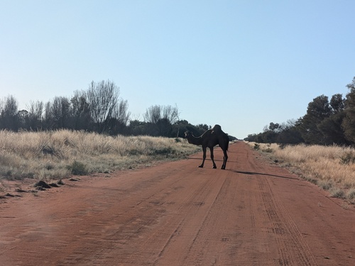 Dromedary Camel