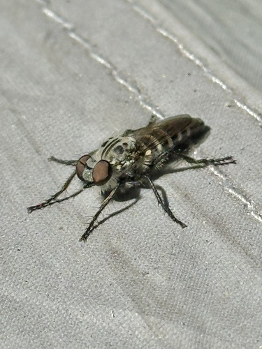 iNaturalist observation photo of Cyrtopogon