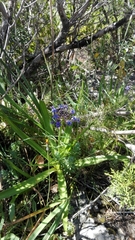 Scilla peruviana