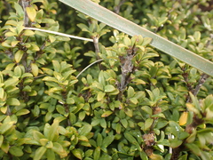 (c) Jacob Littlejohn, some rights reserved (CC BY-SA) Coprosma pseudocuneata, photograph (c) Jacob Littlejohn, some rights reserved (CC BY-SA)