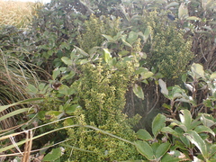 (c) Jacob Littlejohn, some rights reserved (CC BY-SA) Coprosma pseudocuneata, photograph (c) Jacob Littlejohn, some rights reserved (CC BY-SA)