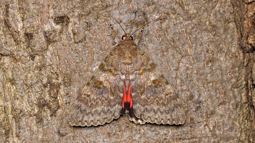 French Red Underwing, Leopoldstadt, 1020 Wien, Österreich, photo 7 of 10