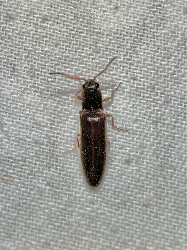 iNaturalist observation photo of Click Beetles