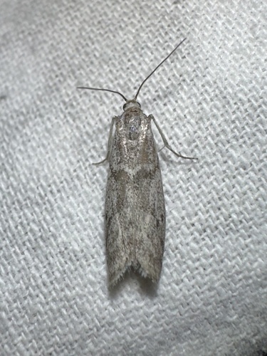 iNaturalist observation photo of Butterflies and Moths