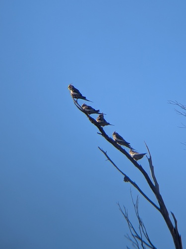 Cockatiel