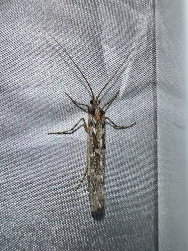 iNaturalist observation photo of Lenarchus