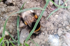 Bombus