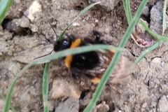 Bombus