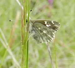 Muschampia floccifera