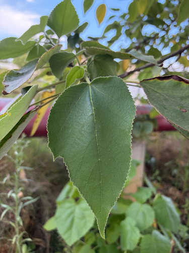 Paper mulberry