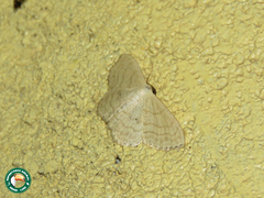 Scopula lactaria