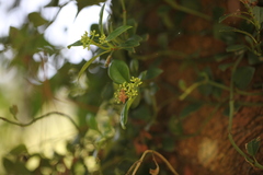 Secamone