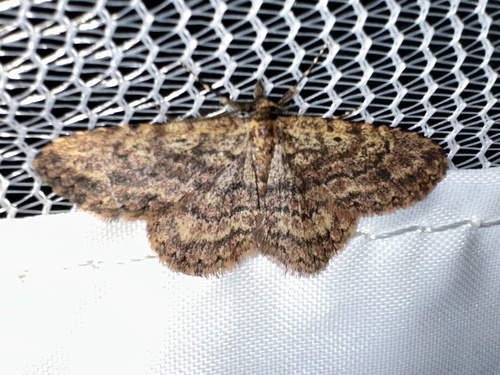 iNaturalist observation photo of Mycterophora