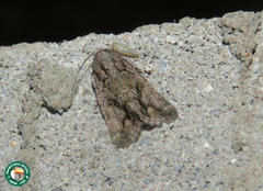 Spodoptera triturata