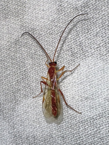 iNaturalist observation photo of Ichneumonid and Braconid Wasps