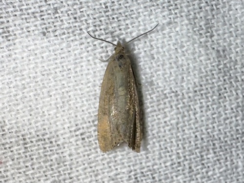 iNaturalist observation photo of Butterflies and Moths