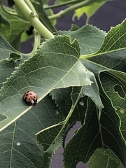 Harmonia axyridis