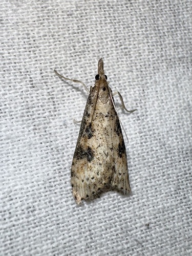 iNaturalist observation photo of Butterflies and Moths