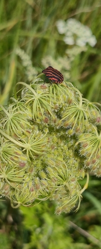 European Striped Shield Bug