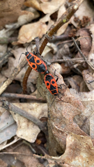 Pyrrhocoris apterus