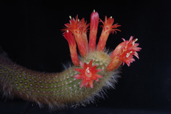 Borzicactus icosagonus