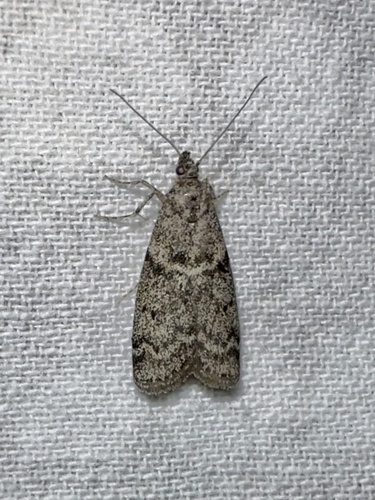 iNaturalist observation photo of Butterflies and Moths