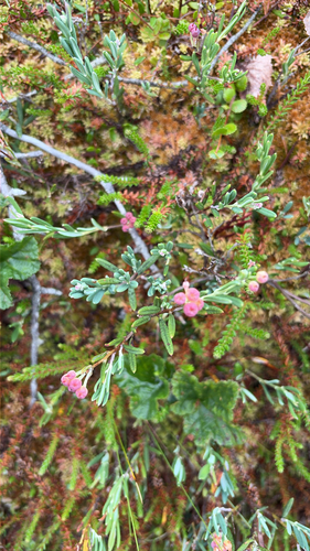 Wild Rosemary