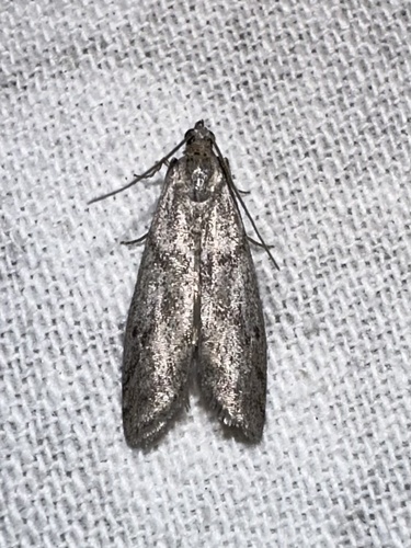 iNaturalist observation photo of Butterflies and Moths