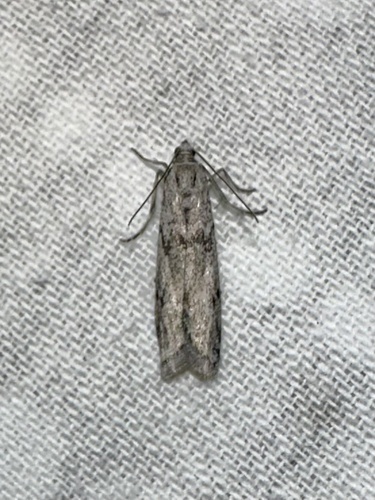 iNaturalist observation photo of Butterflies and Moths