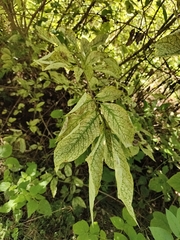 Syringa josikaea