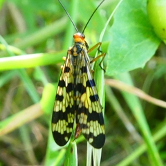 Panorpa meridionalis