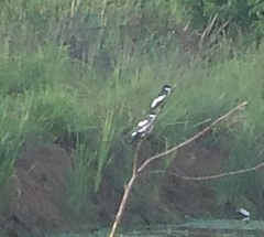 Tachycineta albiventer