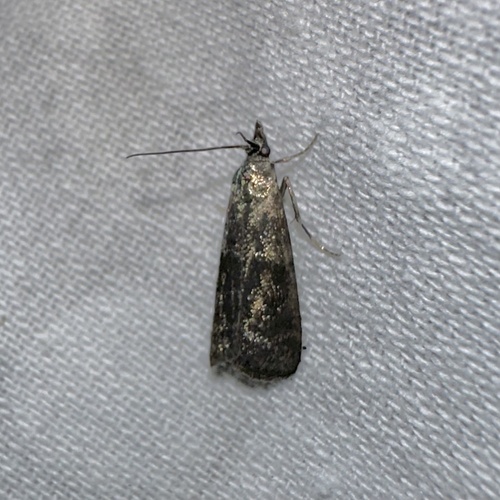 iNaturalist observation photo of Pyralid and Crambid Snout Moths