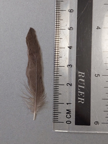 Plume de Hirondelle de fenêtre