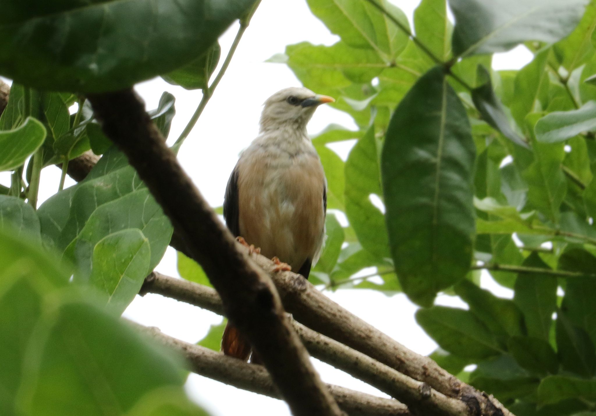 Brahminy Starling